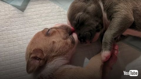 保護　救助　安楽死　犬　ワンコ