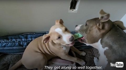 保護　救助　安楽死　犬　ワンコ