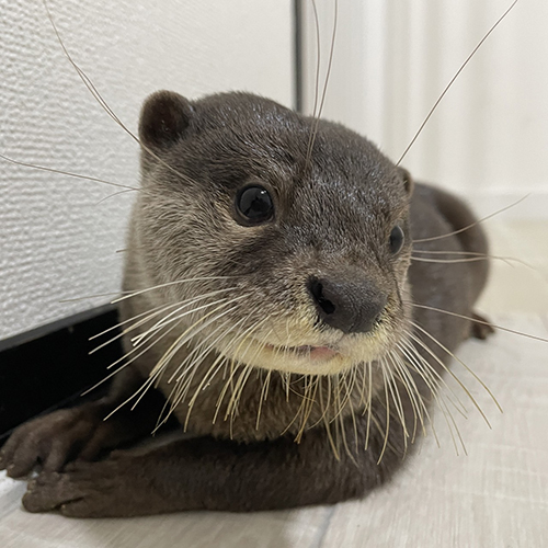 うなぎくん顔アップ 顔が水に浸かっているうなぎくん コツメカワウソ かわいい 面白 動画 寝落ち すやすや バズった TikTok