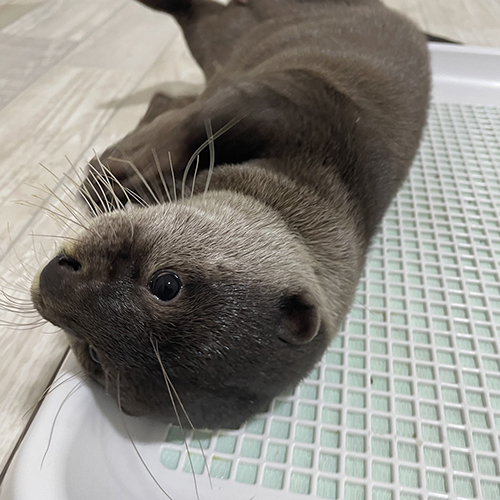 ごろごろするうなぎくん 顔が水に浸かっているうなぎくん コツメカワウソ かわいい 面白 動画 寝落ち すやすや バズった TikTok