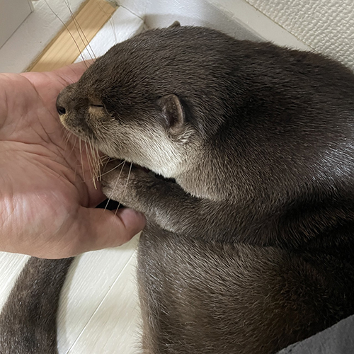 寝落ちるうなぎくん 顔が水に浸かっているうなぎくん コツメカワウソ かわいい 面白 動画 寝落ち すやすや バズった TikTok