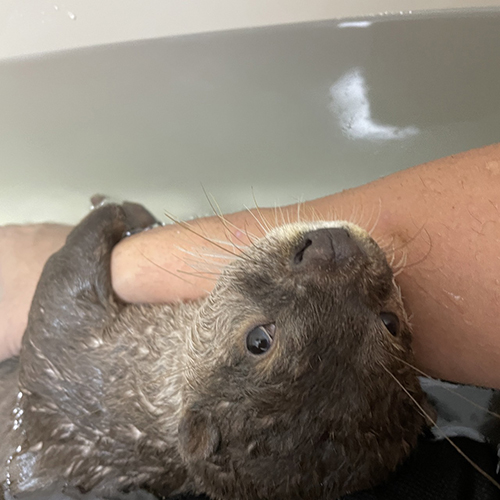 抱きつくうなぎくん 顔が水に浸かっているうなぎくん コツメカワウソ かわいい 面白 動画 寝落ち すやすや バズった TikTok