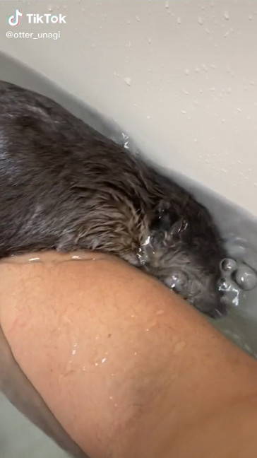 顔が水に浸かっているうなぎくん コツメカワウソ かわいい 面白 動画 寝落ち すやすや バズった TikTok