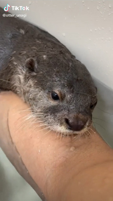 水から顔を出したうなぎくん