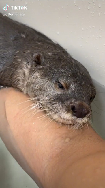 うとうとしているうなぎくん 顔が水に浸かっているうなぎくん コツメカワウソ かわいい 面白 動画 寝落ち すやすや バズった TikTok