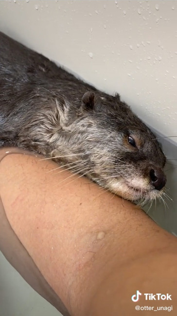 眠い顔のうなぎくん 顔が水に浸かっているうなぎくん コツメカワウソ かわいい 面白 動画 寝落ち すやすや バズった TikTok