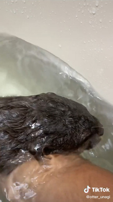 うなぎくんの後頭部 顔が水に浸かっているうなぎくん コツメカワウソ かわいい 面白 動画 寝落ち すやすや バズった TikTok