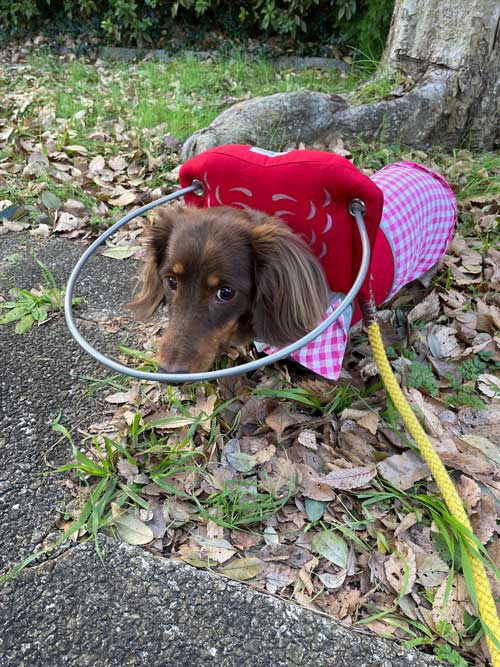 愛犬 失明 散歩 犬用白杖 リング ガード 盲犬杖 網膜変性症