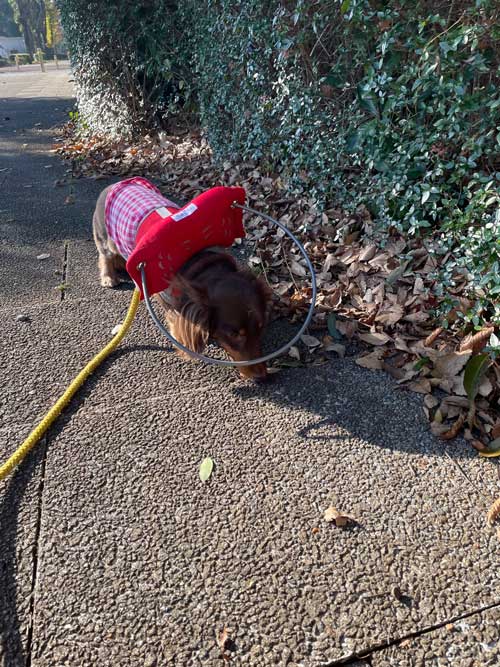 愛犬 失明 散歩 犬用白杖 リング ガード 盲犬杖 網膜変性症