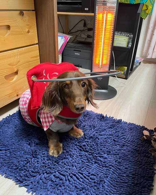 愛犬 失明 散歩 犬用白杖 リング ガード 盲犬杖 網膜変性症