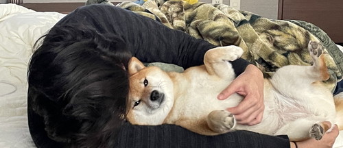 いち 一雪 赤柴 柴犬 ジャンプ 着地 危機一髪