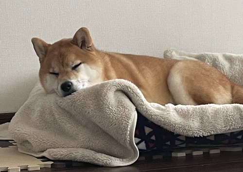いち 一雪 赤柴 柴犬 ジャンプ 着地 危機一髪
