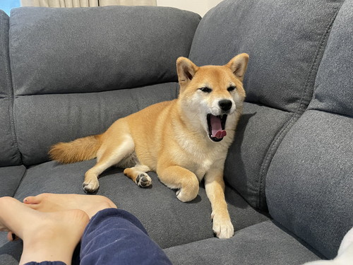 いち 一雪 赤柴 柴犬 ジャンプ 着地 危機一髪