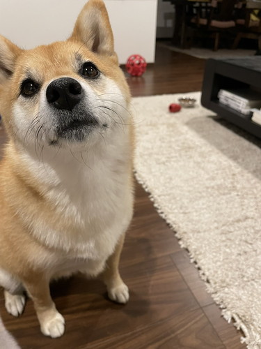 いち 一雪 赤柴 柴犬 ジャンプ 着地 危機一髪