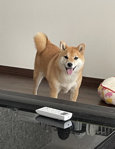 いち 一雪 赤柴 柴犬 ジャンプ 着地 危機一髪