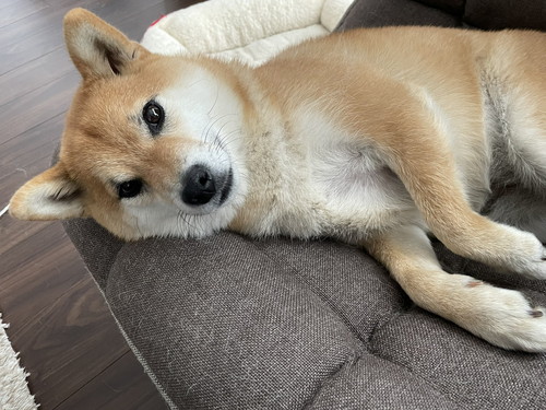 いち 一雪 赤柴 柴犬 ジャンプ 着地 危機一髪