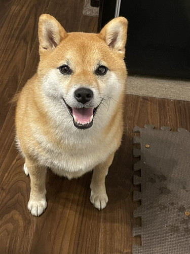 いち 一雪 赤柴 柴犬 ジャンプ 着地 危機一髪