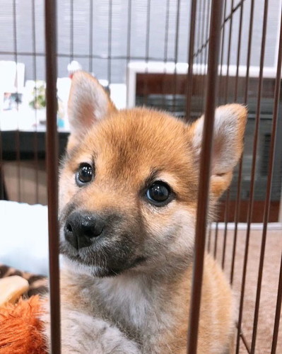 いち 一雪 赤柴 柴犬 ジャンプ 着地 危機一髪