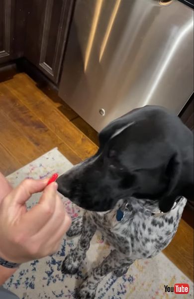 薬 苦手 ワンコ 拒否 首を振る