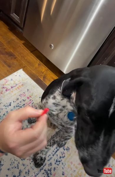 薬 苦手 ワンコ 拒否 首を振る