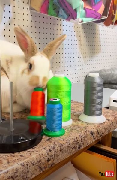 落としまくる うさぎ 糸巻 落とす メープル