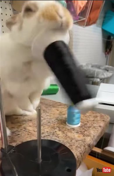 落としまくる うさぎ 糸巻 落とす メープル