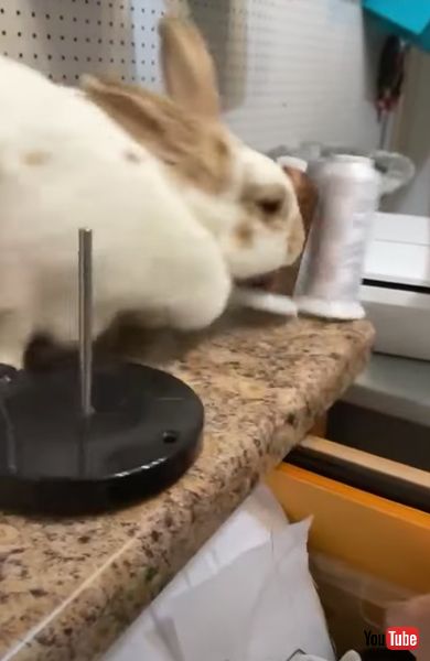 落としまくる うさぎ 糸巻 落とす メープル