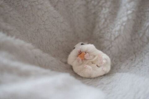 ハムスター ましろくん 擬態 ジャンガリアン フワフワ かわいい ぱるちゃん