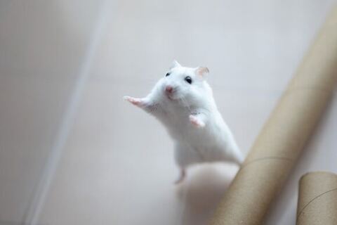 ハムスター ましろくん 擬態 ジャンガリアン フワフワ かわいい ぱるちゃん