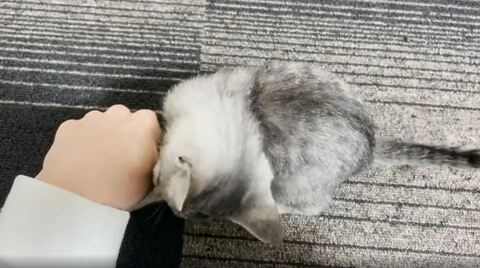 子猫 ととまる はんみ 怒る 指しゃぶり かわいい 動画