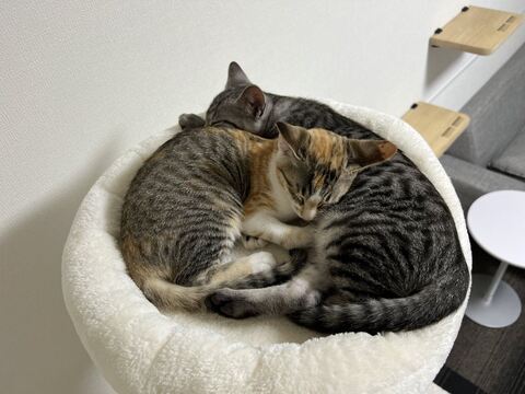 子猫 ととまる はんみ 怒る 指しゃぶり かわいい 動画