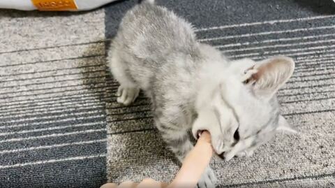 子猫 ととまる はんみ 怒る 指しゃぶり かわいい 動画