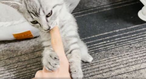 子猫 ととまる はんみ 怒る 指しゃぶり かわいい 動画