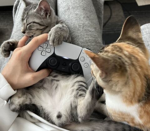 子猫 ととまる はんみ 怒る 指しゃぶり かわいい 動画