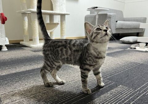 子猫 ととまる はんみ 怒る 指しゃぶり かわいい 動画