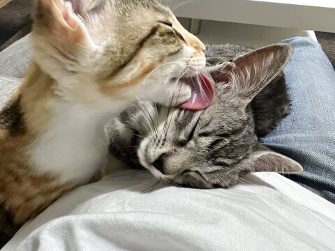 子猫 ととまる はんみ 怒る 指しゃぶり かわいい 動画