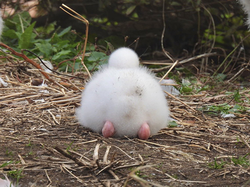 フラミンゴ ヒナ おしり 白 ふわふわ かわいい 尊い