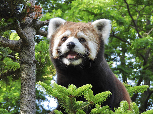 フラミンゴ ヒナ おしり 白 ふわふわ かわいい 尊い