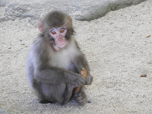 フラミンゴ ヒナ おしり 白 ふわふわ かわいい 尊い