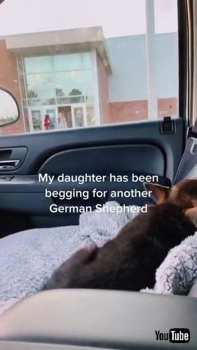 「Girl Gets Surprised With Puppy - 1276688」