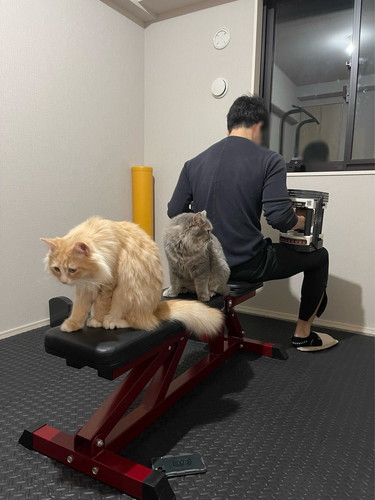 トレーニングベンチ 猫 こたつ つみれ れんげ 筋トレ 邪魔