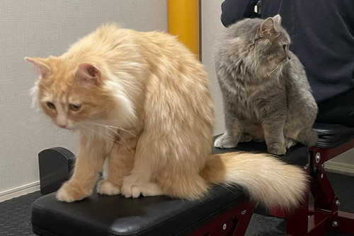 トレーニングベンチ 猫 こたつ つみれ れんげ 筋トレ 邪魔