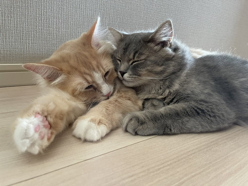 トレーニングベンチ 猫 こたつ つみれ れんげ 筋トレ 邪魔