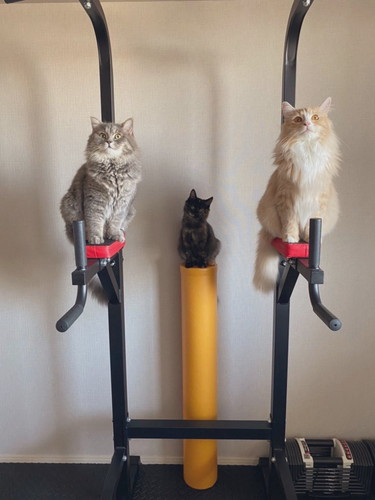 トレーニングベンチ 猫 こたつ つみれ れんげ 筋トレ 邪魔