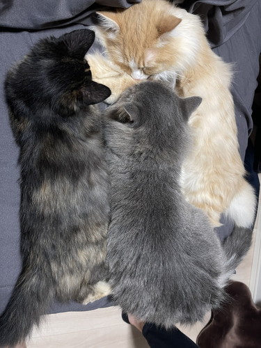 トレーニングベンチ 猫 こたつ つみれ れんげ 筋トレ 邪魔