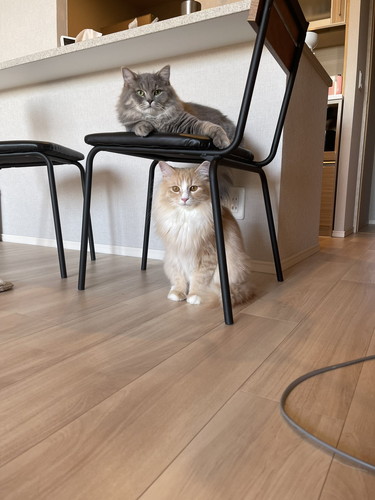 トレーニングベンチ 猫 こたつ つみれ れんげ 筋トレ 邪魔