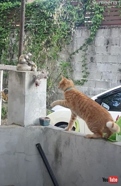 猫とトカゲの画像 面白動画 ケンカ かわいい 面白動画 海外 猫 トカゲ
