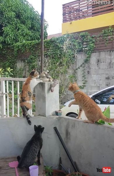 猫とトカゲの画像画像 面白動画 ケンカ かわいい 面白動画 海外 猫 トカゲ