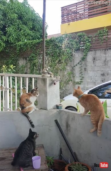 猫とトカゲの画像画像 面白動画 ケンカ かわいい 面白動画 海外 猫 トカゲ