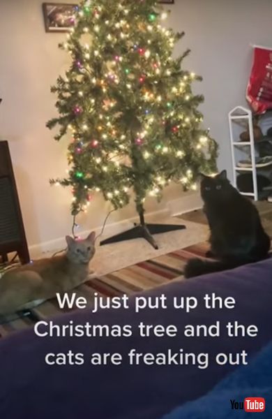 問い詰める猫の画像